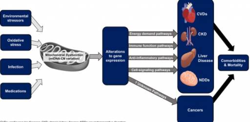 Sixth Journal Club hosted within the PhenoGeno project