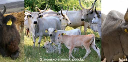 Dani doktorata biotehničkog područja 2025.